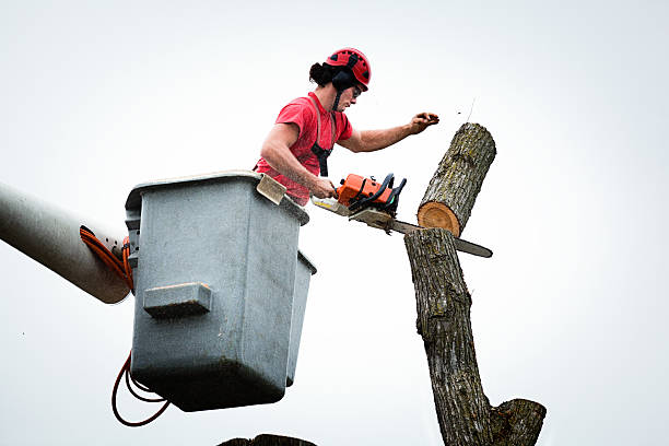 How Our Tree Care Process Works  in  Wolfhurst, OH